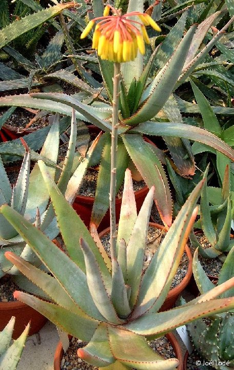 Aloe capitata ©JLcoll.4869